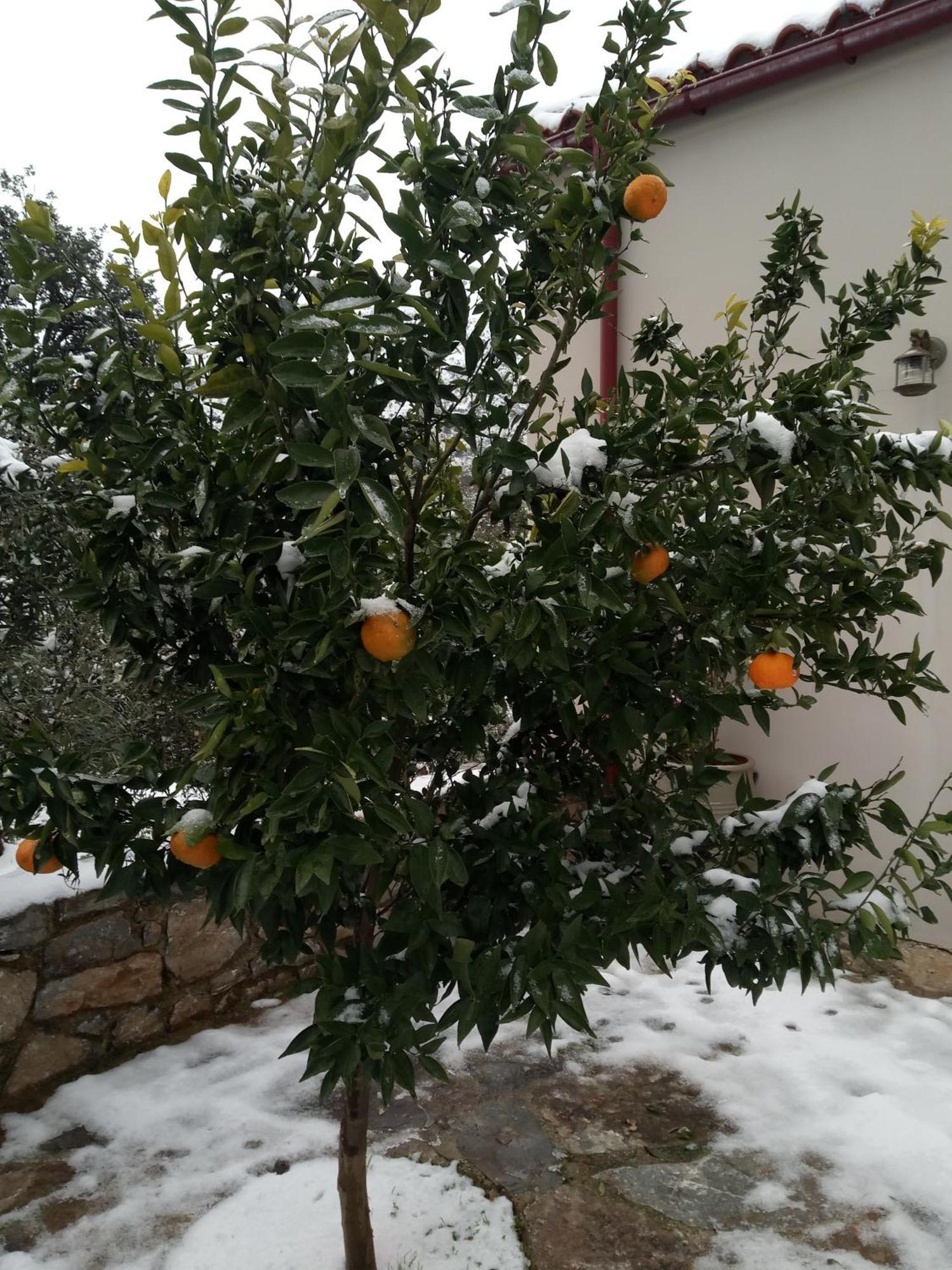 "Villa Kastania" Melidoni, Chania, Crete Exteriör bild